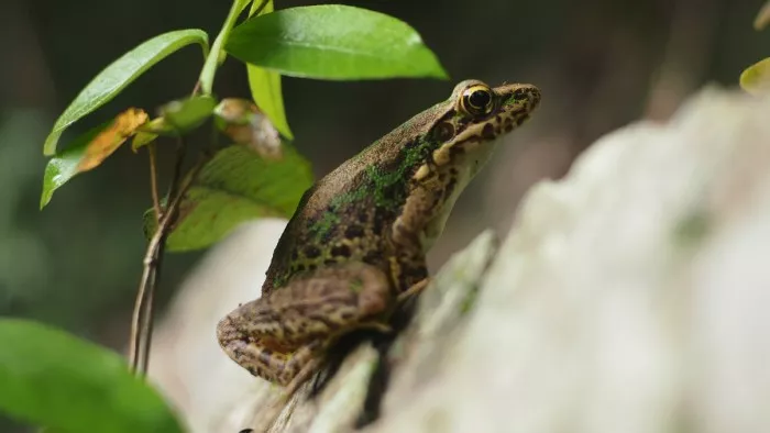  滴滴《旅行青蛙》真人版广告，说的是本人没错了